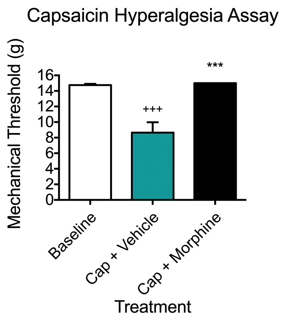 Mechanical threshold 30 minutes post injection with capsaicin with and without morphine treatment.