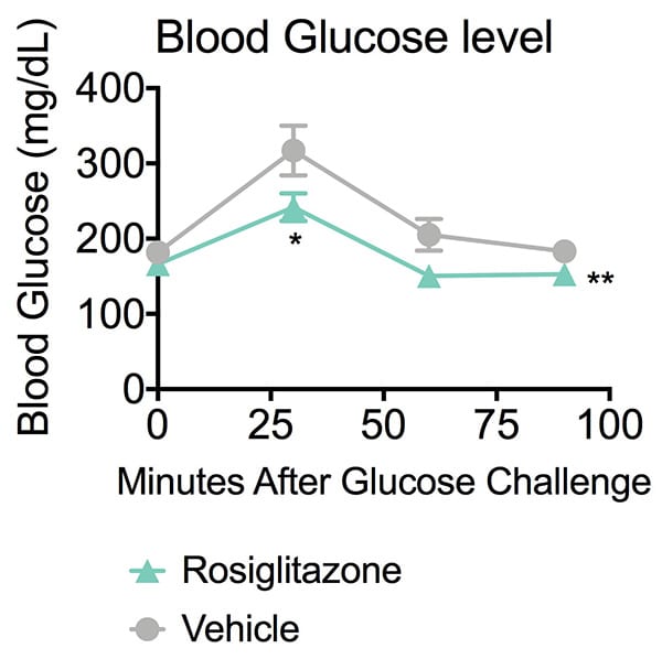 Blood glucose level in rosiglitazone or vehicle-treated ob/ob mice following glucose challenge.