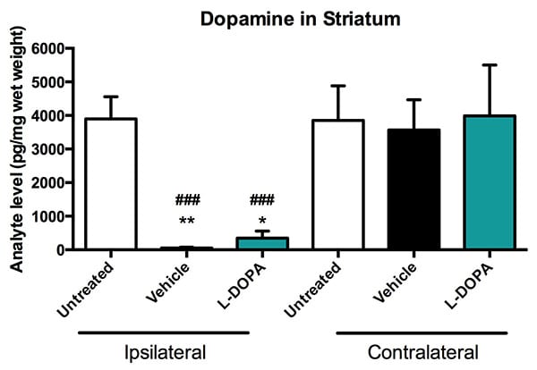 Concentration of dopamine in the stiatum of L-DOPA or vehicle-treated and untreated mice.