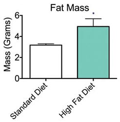 Bone Marrow Density Scan showed no significant changes in Bone Mineral Content (B) or Bone Area (C) between all groups