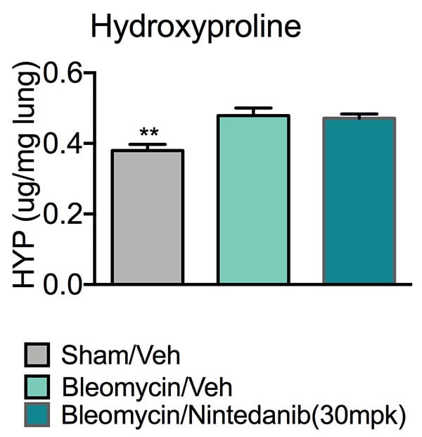 Pulmonary fibrosis models supportive chart showing high levels of hydroxyproline levels in Bleomycin/vehicle animals' lungs