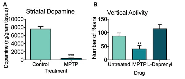 Striatal dopamine concentration and vertical activity of untreated, MPTP and L-Deprenyl treated mice.