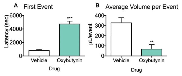 Oxybutynin increases the latency to first urination event and decreases the average urine volume per event in a micturition model.