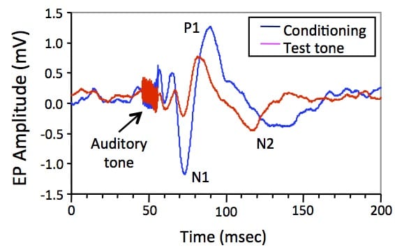 Hippocampal sesory evoked potentials to an auditory conditioning tone (blue) followed 0.5 sec later by a test tone.