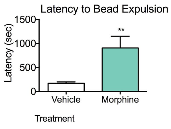 Graph showing higher latency in Morphine treated mice suggesting colonic propulsive motility