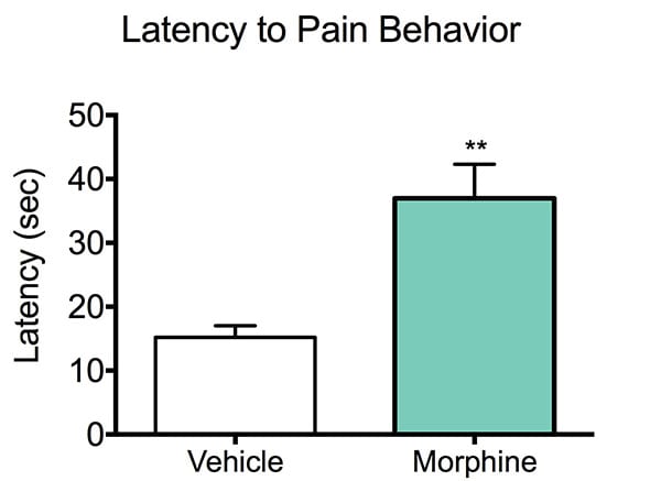 Latency to paw withdrawl in mice treated with morphine and control mice during the hot plate test.