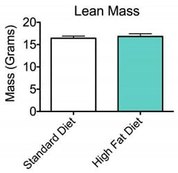 Tissue area and total tissue mass results after bone marrow density scan