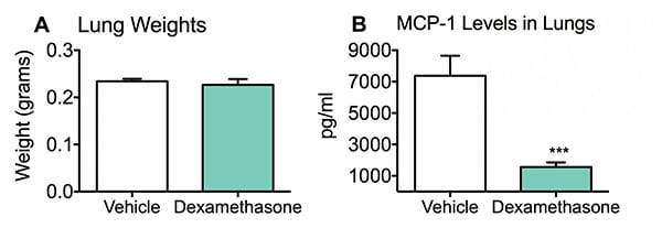 Lung weights and concentration of MCP-1 in the lungs of vehicle and dexamethosone-treated mice in an LPS induced pulmonary inflammation model.