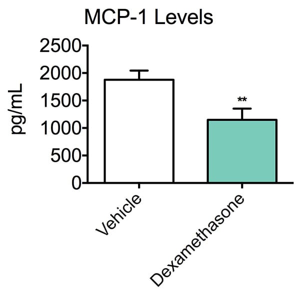 Concentration of MCP-1 following treatment with a vehicle or dexamethosone in the thioglycollate-induced peritonitis model.