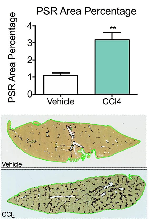 Animals receiving CCl4 shows liver damage compared to vehicle animals acheiving our liver fibrosis models