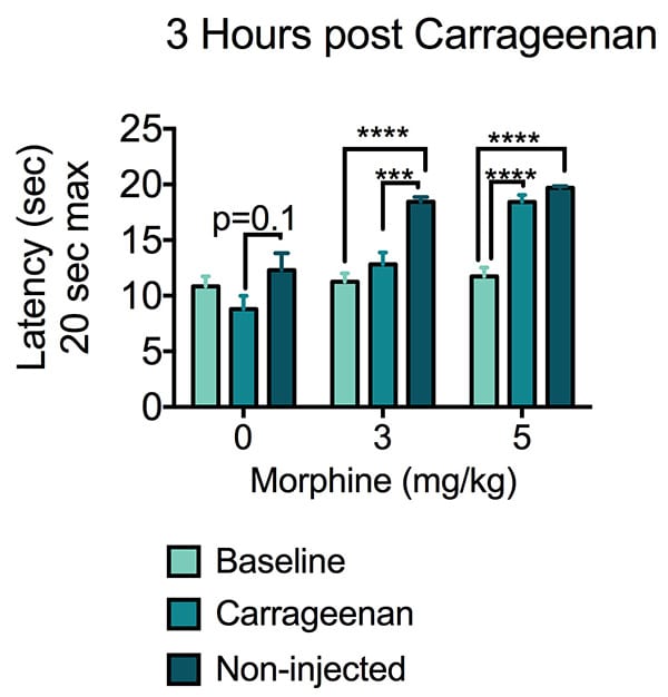 Paw withdrawl latency during the hargreaves hyperalgesia test.