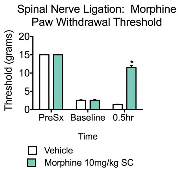 Paw withdrawal threshold in gabapentin and vehicle-treated rats that have undergone spinal nerve ligation.