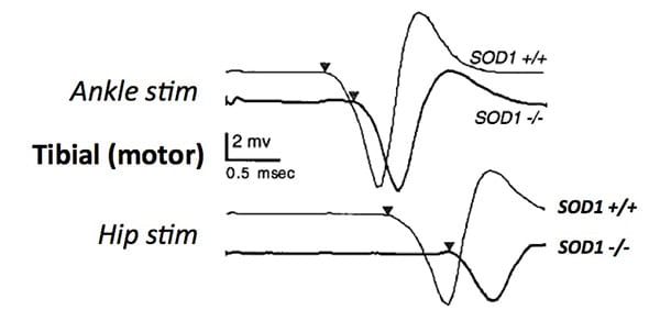 Responses in the plantar foot muscle to stimulation of the sciatic nerve at the hip and the tibial nerve at the ankle in SOD knockout (-/-) versus wild type (+/+) mice.