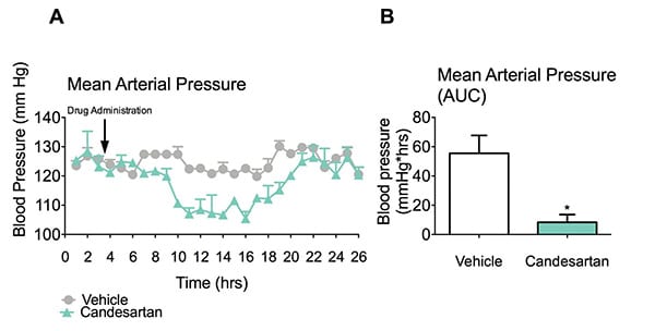 Candesartan significantly attenuated arterial blood pressure (A-B) in spontaneous hypertensive rats (*p<0.05) while vehicle treated rats maintained elevated blood pressure