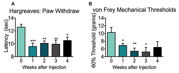 The development of neuropathies in an STZ-induced diabetes model