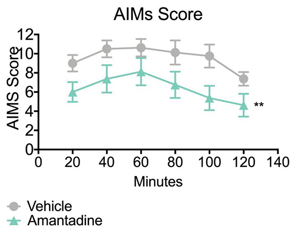 Abnormal involuntary movement score in mice treated with amantadine in the 6-ODHA lesion model of parkinson's disease.