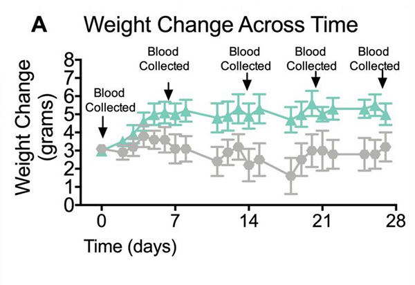 Weight change and leptin concentrations in mice fed a normal diet and a western high-fat diet.