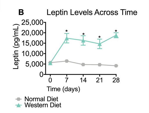 Weight change and leptin concentrations in mice fed a normal diet and a western high-fat diet.