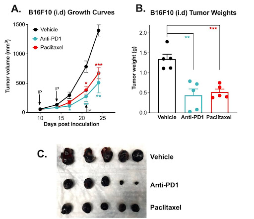 B16f10 chemotherapy